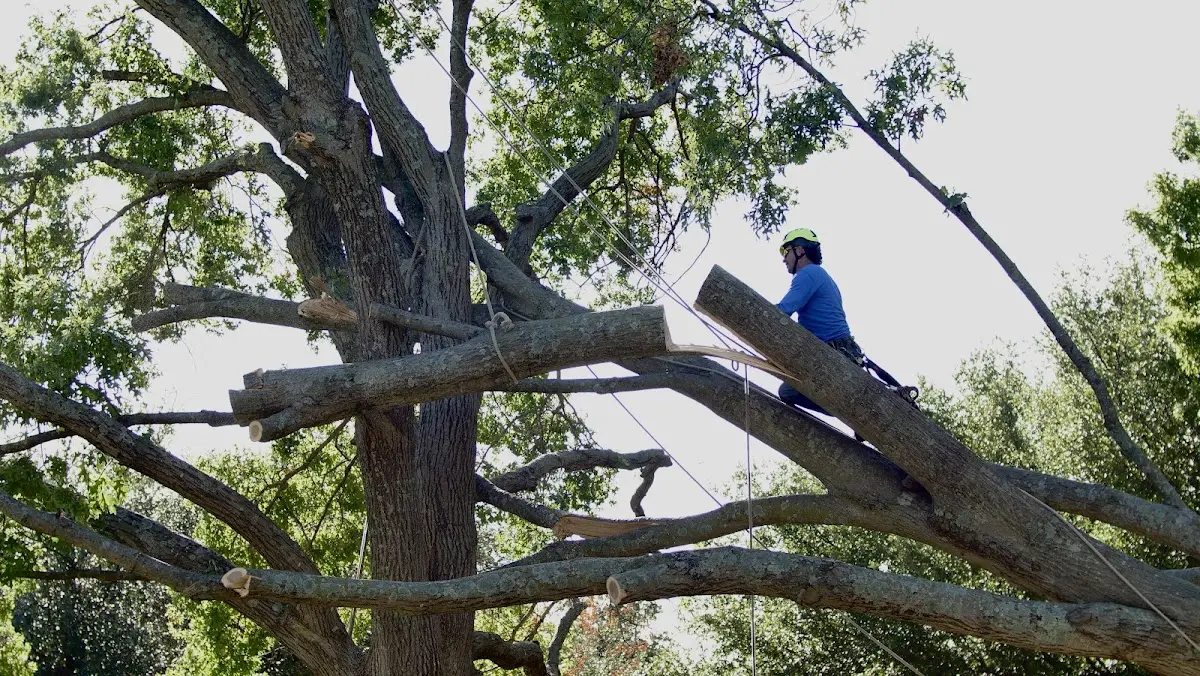 Professional Hazardous Tree Removal performed by certified arborists in Grovespring
